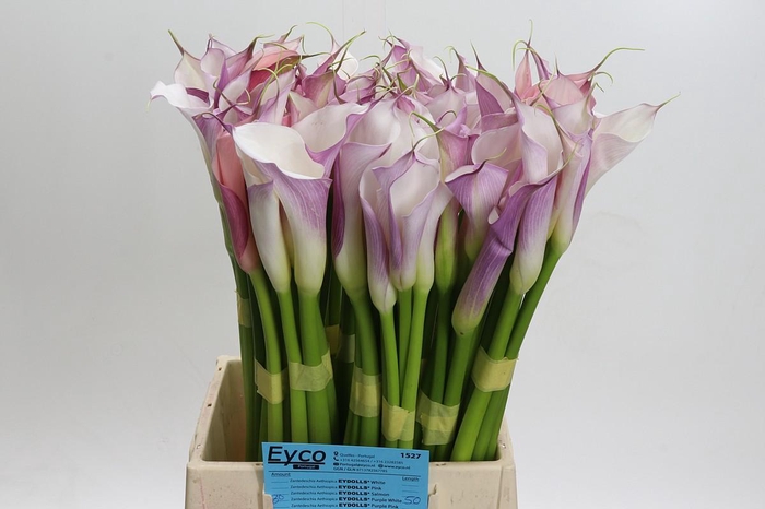 Zantedeschia Eydolls Purple White