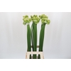 Ornithogalum Saundersiae