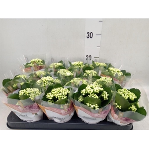 Kalanchoe blos. 'RosDon Dione'