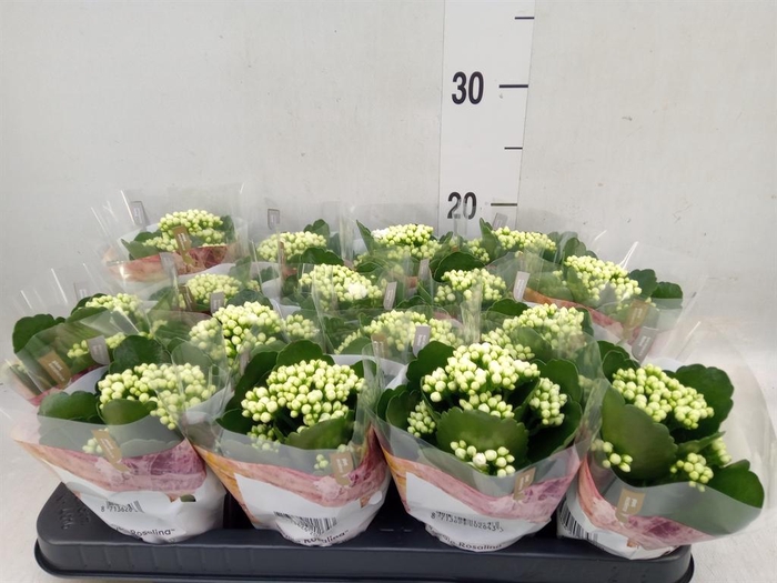 <h4>Kalanchoe blos. 'RosDon Dione'</h4>