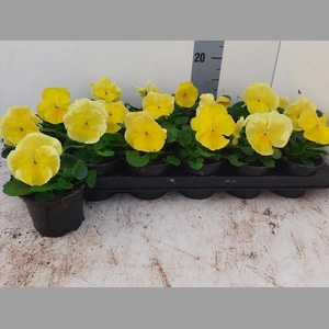 VIO WI DEL PUR PRIMR