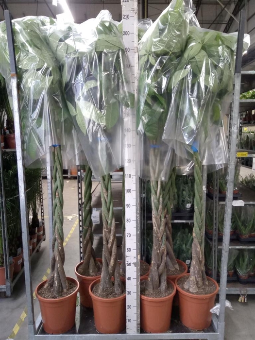 <h4>Pachira aquatica</h4>