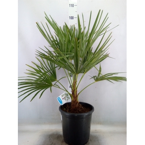 Trachycarpus fortunei
