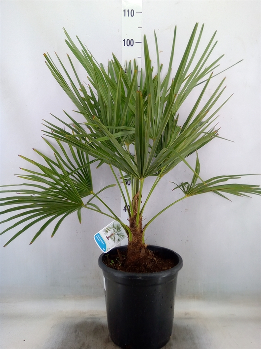 <h4>Trachycarpus fortunei</h4>
