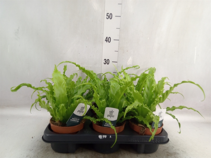 <h4>Asplenium antiquum 'Osaka'</h4>