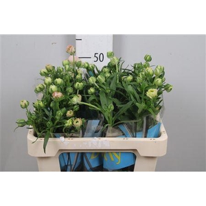 Ran Butterfly Ariadne