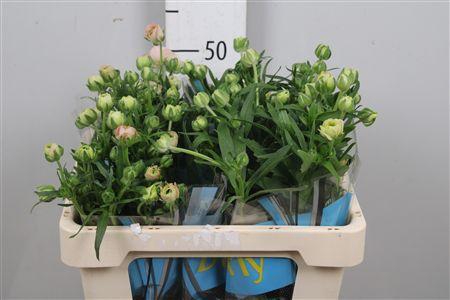 <h4>Ran Butterfly Ariadne</h4>