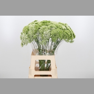 Trachelium Lake Powell Wit