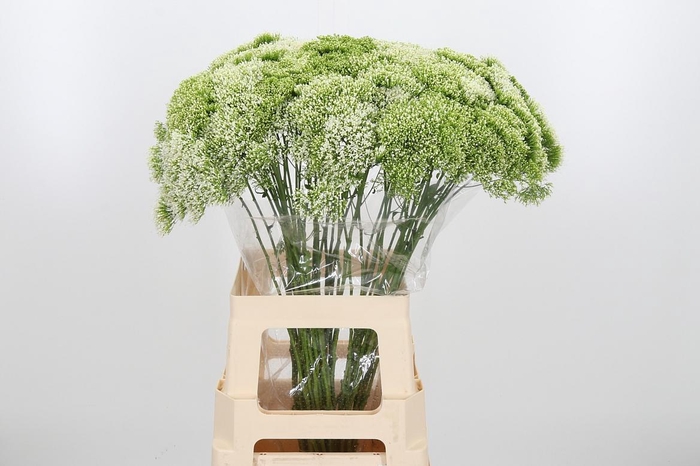 <h4>Trachelium Lake Powell Wit</h4>