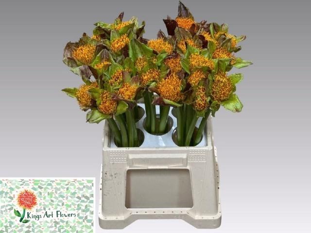 <h4>SCAD P BLITZ</h4>