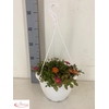 PORTULACA