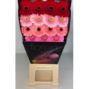 Gerbera Mix 4 kleuren Diamond