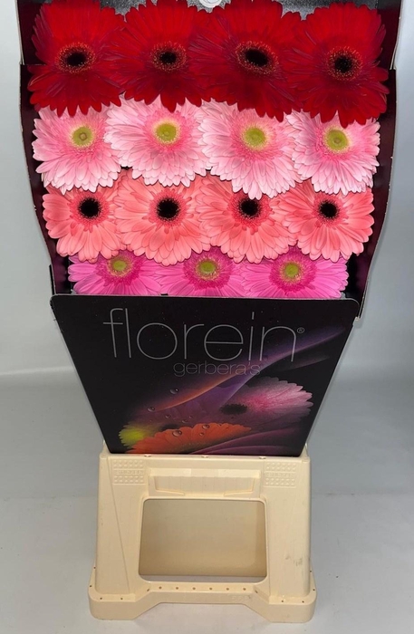 <h4>Gerbera Mix 4 kleuren Diamond</h4>
