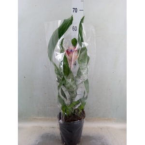 Aechmea fasciata 'Prontoo'