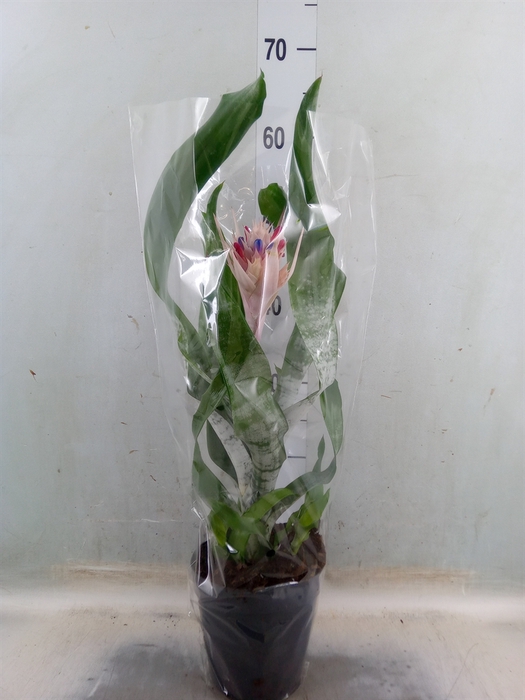 <h4>Aechmea fasciata 'Prontoo'</h4>