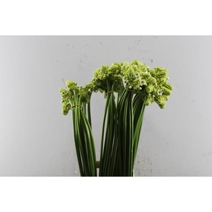 Ornitogalum Saundersiae L 90