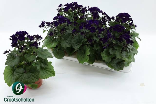 <h4>PERICALLIS MANDALA PURPLE</h4>