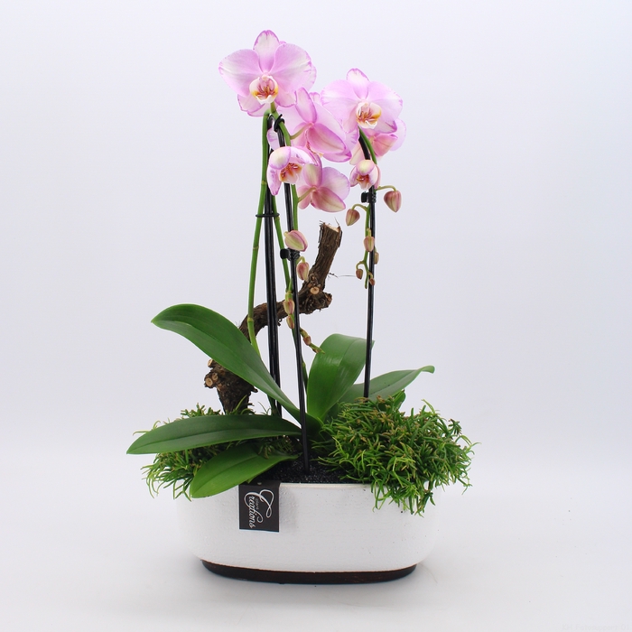 <h4>PHAL-2438 Phalaenopsis creatie</h4>