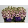 Matthiola incana StoX Champagne