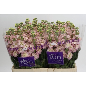 Matthiola incana StoX Champagne
