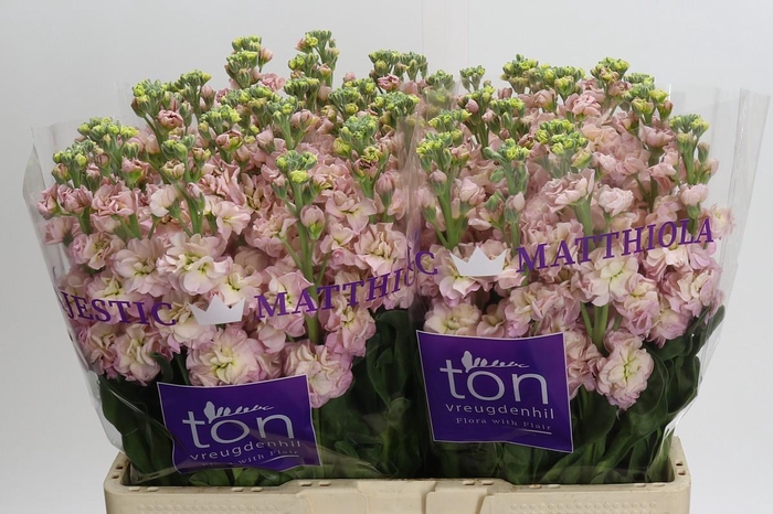 <h4>Matthiola incana StoX Champagne</h4>