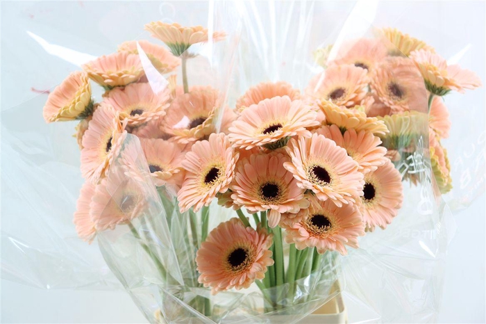 <h4>Ge Mi Espresso</h4>