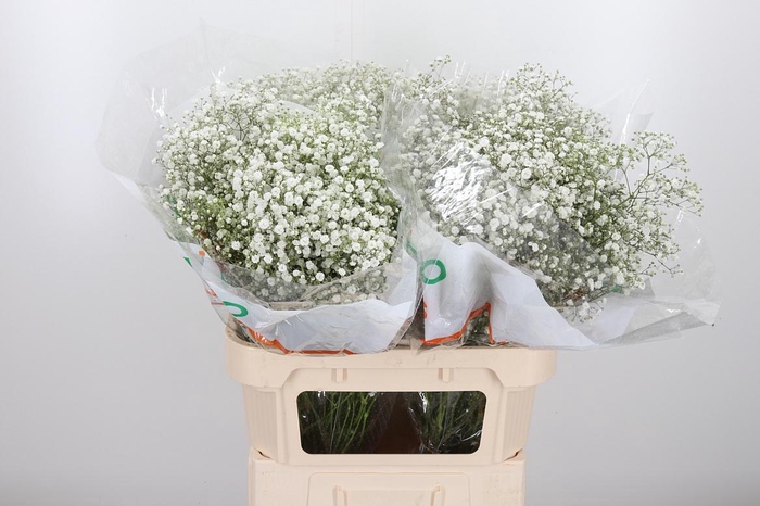 <h4>Gyps Pa Xlence</h4>