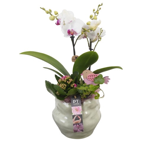 <h4>PTIB6520 Arrangementen kamerplanten</h4>