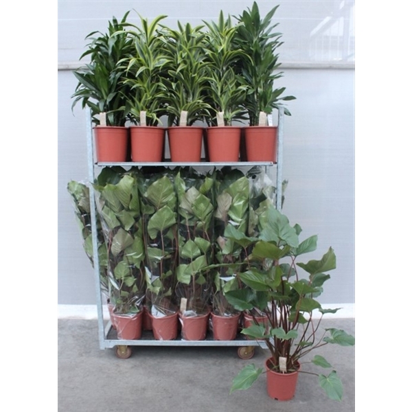 <h4>Mixkar Dracaena Fragrans & Homalomena rubescens Maggy</h4>