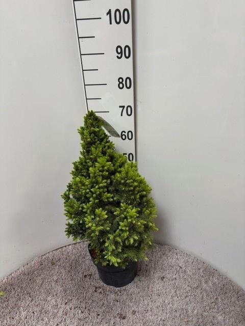 <h4>PICEA GL DECEMBER</h4>