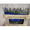 Aster Cassandra