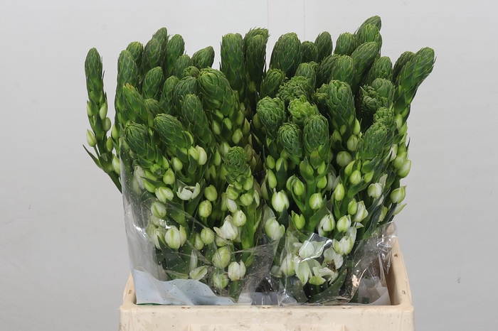 <h4>Ornithogalum thyrsoides Milky Way</h4>