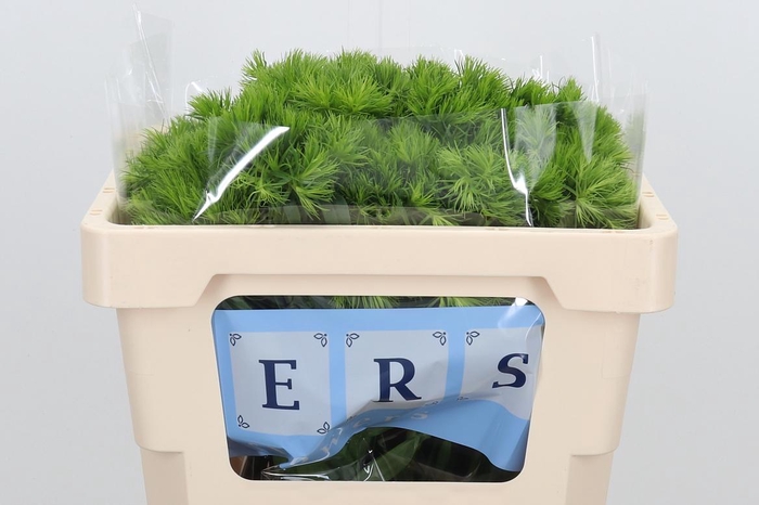 <h4>Di Barb Green Wicky</h4>