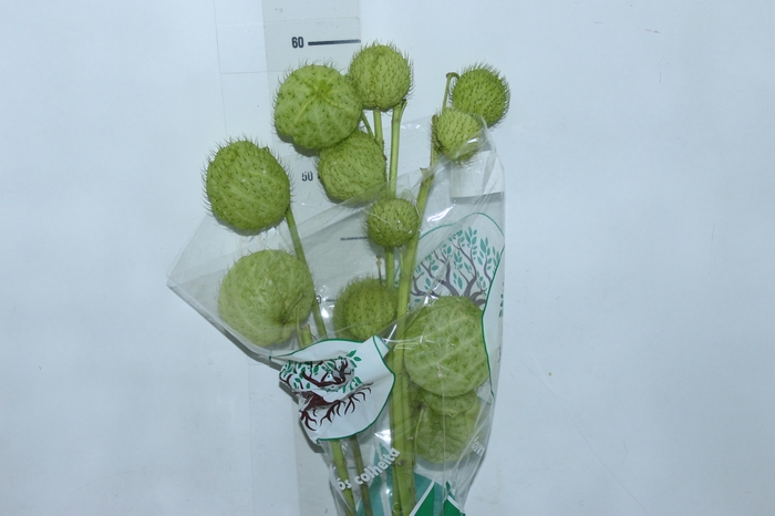 <h4>FOLHAGEM ASCLEPIAS</h4>