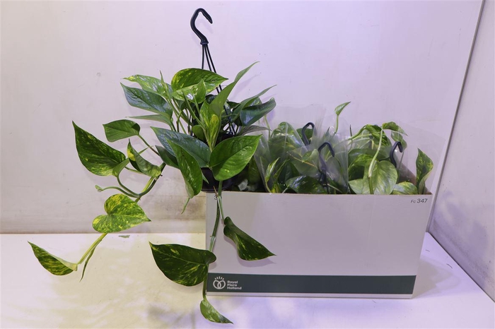 <h4>arr8 Epipr Hang</h4>