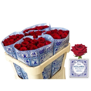 Rozen Red Naomi Hollanda 70cm