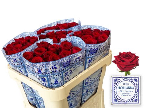 <h4>Rozen Red Naomi Hollanda 70cm</h4>