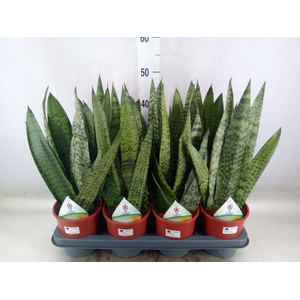 Sansevieria zeylanica