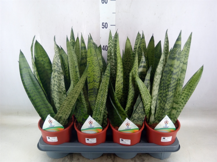 <h4>Sansevieria zeylanica</h4>