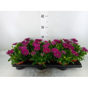 Osteospermum  'Margarita Lilac'