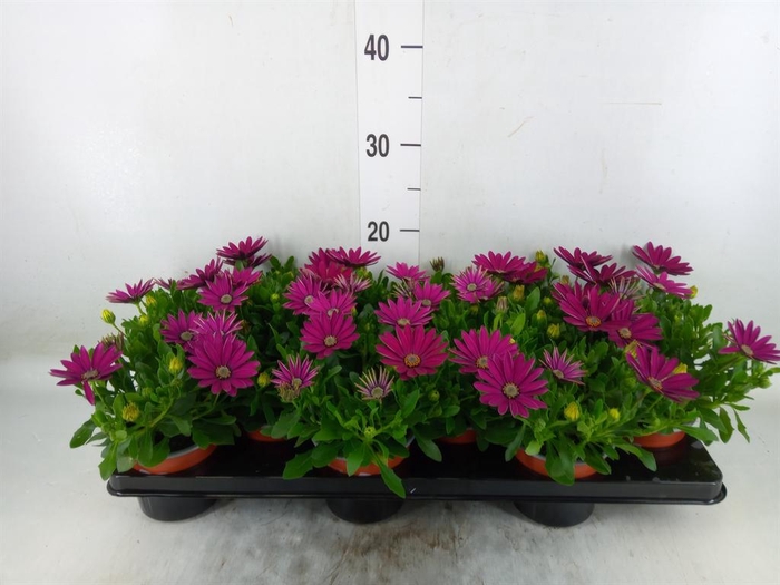 <h4>Osteospermum 'Margarita Lilac'</h4>