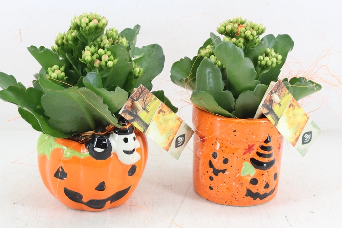 <h4>arr2 JS - Ker. halloween potjes mix - oranje</h4>