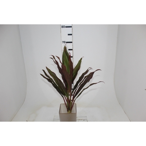 FOLHAGEM DRACENA CORDYLINE BABY