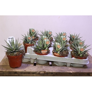 Haworthia F Big Band