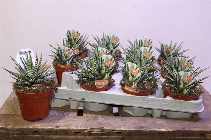 <h4>arr8 Haworthia F Big Band</h4>