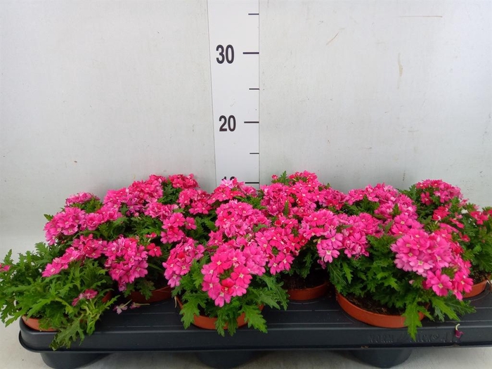 <h4>Verbena   ...</h4>