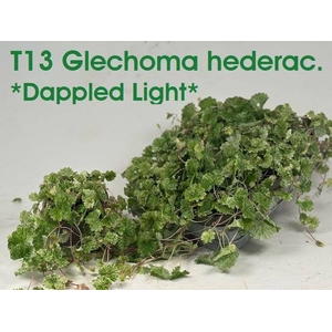 GLEC HEDERACEA