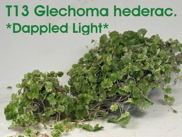 <h4>GLEC HEDERACEA</h4>