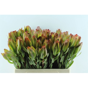 Leucad Laurel Yellow