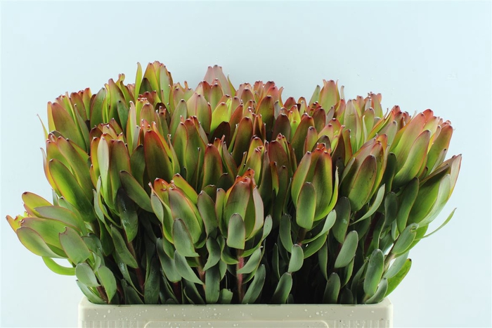 <h4>Leucad Laurel Yellow</h4>
